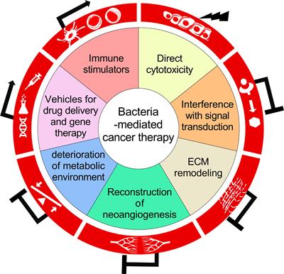 Bacteria-mediated cancer therapy: A versatile bio-sapper with translational potential